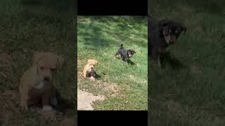 Video preview image #1 Doberman Pinscher Puppy For Sale in Menifee, CA, USA
