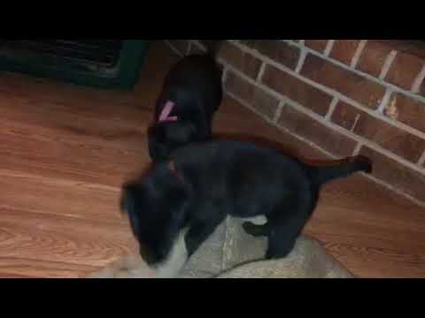 Dutch Sheperd puppies 4.5 weeks old