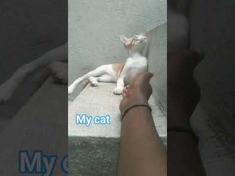my cat one subscribe