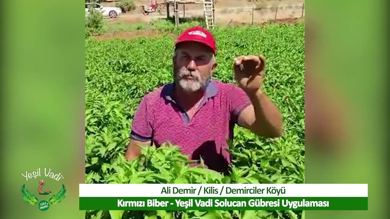 Kırmızı Biber Tarlasında Yeşil Vadi Solucan Gübresi Uygulaması