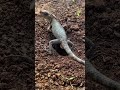 Oriental Garden Lizard Lay Eggs In The Ground Shorts Short Lizard