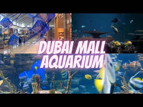 Dubai Mall Aquarium | Faqeehah Azmi