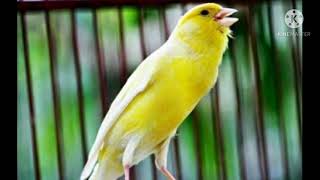 Download lagu Kenari gacor jernih, Masteran berjeda mudah di ingat mp3