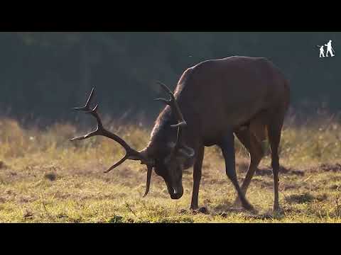 2023 : le brame du cerf