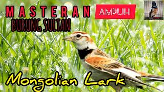 Download lagu VIRAL!!! MASTERAN Burung *SULTAN* Mongolian Lark Gacor Ngerol | Like & Subscribe 🙏 mp3 Download lagu VIRAL!!! MASTERAN Burung *SULTAN* Mongolian Lark Gacor Ngerol | Like & Subscribe 🙏 mp3