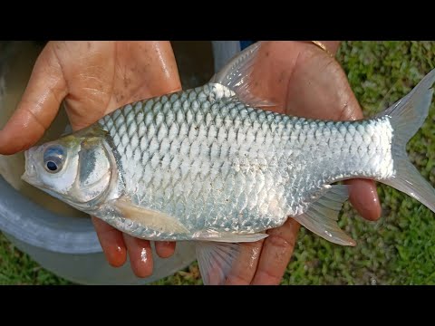 Best fishing video - catching big fish by cast net - village net fishing by machhali wala