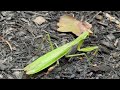 Praying Mantis Found in the Mulch Beds in Holmdel, NJ