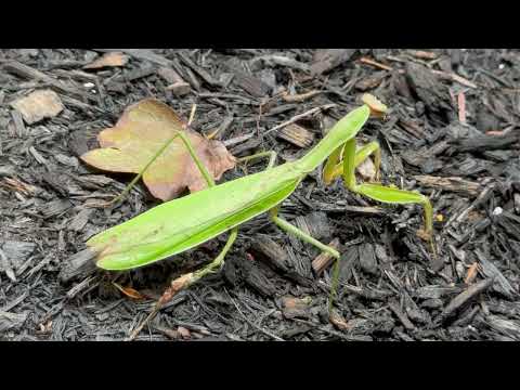 Praying Mantis Found in the Mulch Beds in Holmdel, NJ
