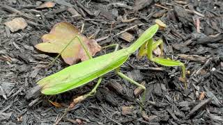 Watch video: Praying Mantis Found in the Mulch Beds in...