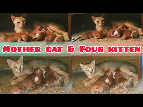 A story about a Cat | A mother cat gave a birth of four kitten 😸 | Pranitha Aara