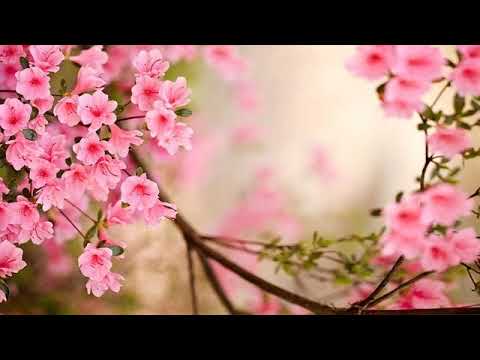 04 S-a frant o paine pe Calvar # Familia Mandici # Semnale