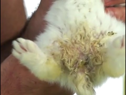 Noccia a salute da parassiti Come riceve cure mediche per vermi