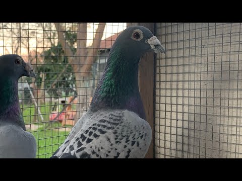 Janssen / Vanloon 2013 Cock | Kalapati USA - Texas (PHIL4:13)