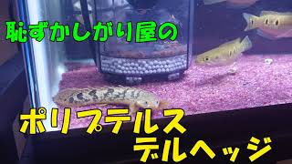 恥ずかしがり屋のポリプテルス・デルヘッジ