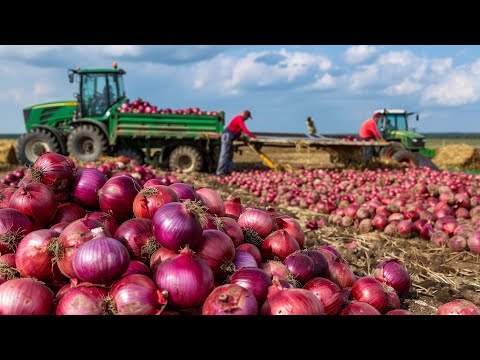 The Onion Farmers: How Australia Produces Thousands of Tons - Agriculture Technology