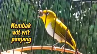 Download lagu Mengubah pleci ngalas SNI menjadi ngalas ngalas WIT wit panjang pleci buxtoni nembak WIT wit mp3