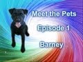 MEET THE PETS EPISODE 1 BARNEY