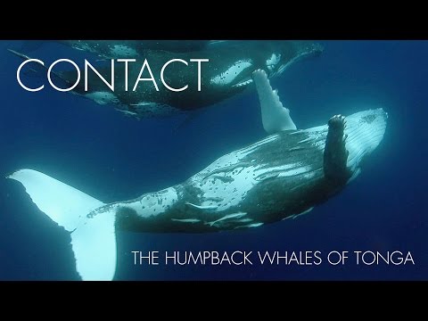 Contact - The Humpback Whales of Tonga
