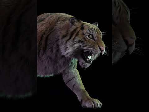 tiger 3d animation stage02 #shorts