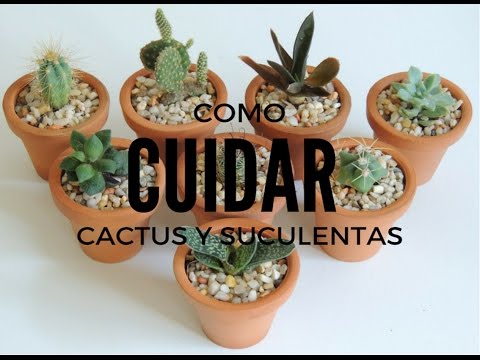 , title : 'COMO CUIDAR SUCULENTAS Y CACTUS DENTRO DE CASA (HD)'