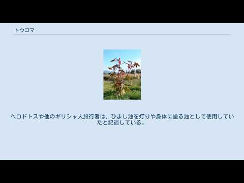 トウゴマ、奇跡の木 植物