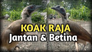Download lagu Koak Raja Jantan dan Betina || Bird King Koak mp3