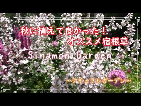  10月に植える多年草は何ですか？必須の植物 + 植え付け手順  庭園