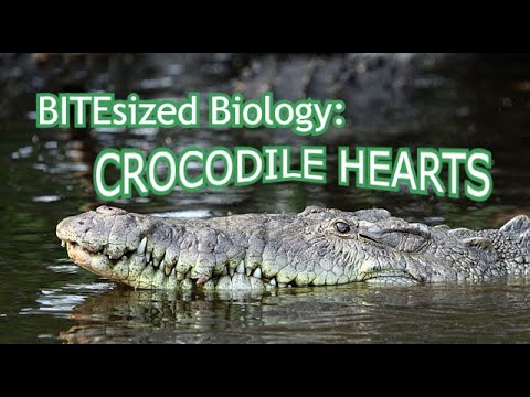 The Strange Anatomy of the Crocodilian Heart | BITEsized Biology