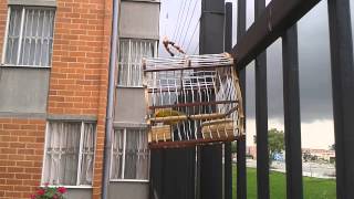 Canario criollo (Sicalis flaveola) en Bogota llamado el flecha canta donde lo pongas