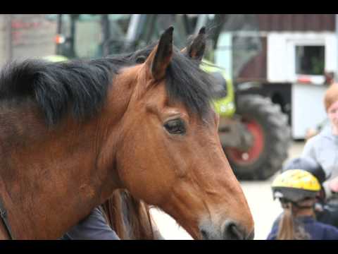 das beste pferd der welt