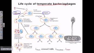 Lambda phage life cycle