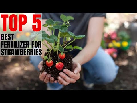 Top 5 Best Fertilizer For Strawberries You Can Buy In 2020