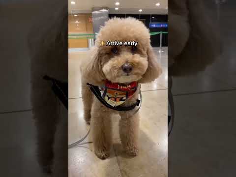 Flying with your dog in cabin ✈️ #dogshorts #traveltips #dogtravel