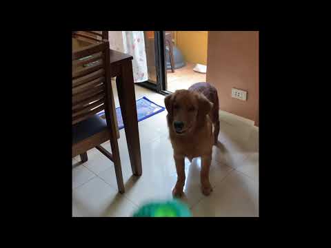New toys plus snack. What a perfect day! | Azra the Golden Retriever