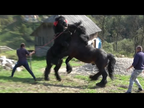 Caii lui Bexa Daniel de la Ciuruleasa, Alba - 2020 Nou!!!