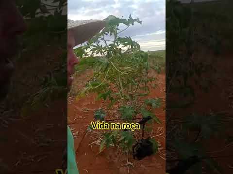 fazenda Diniz besouro de são Gabriel ba