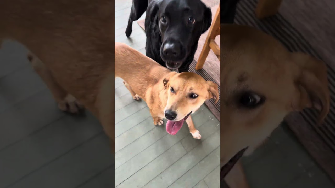 Enlarge Cornflake, a ADOPTABLE mixed breed in Nashville, TN video 2/6