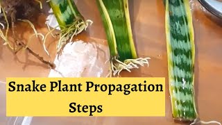 Snake plant Propagation