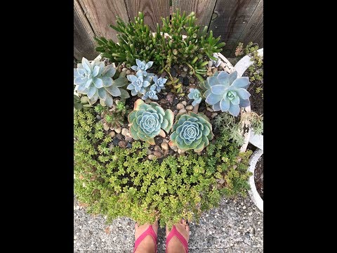 download lagu mp3 mp4 Growing Succulents In Humid Climate, download lagu Growing Succulents In Humid Climate gratis, unduh video klip Growing Succulents In Humid Climate