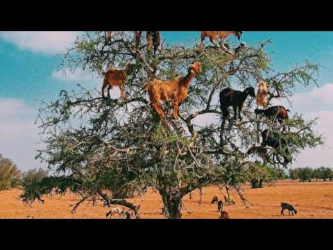 Slugg Mania - Couch Hoppin prod. RealMccoy x TrePounds of 808Mafia