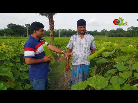 মালচিং পেপারে( Mulch Film) লাউ- ১৫০০ টাকা খরচে ১ লাখ টাকার বেশি আয়-তরমুজের মাচায়