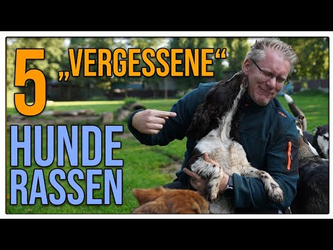 Das sind TOLLE Familienhunde ❤️  Hunderassen, die man fast vergessen hat!