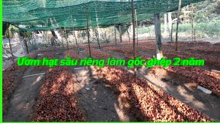 preview picture of video 'Kỹ thuật trồng sầu riêng - Ươm hạt sầu riêng làm gốc ghép - Sầu riêng Chợ Lách'