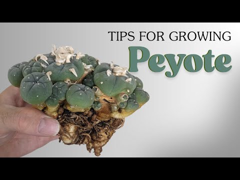 Tips For Growing Peyote