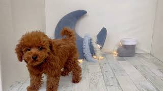 トイプードルの動画01