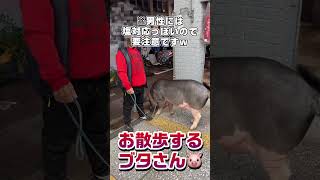 台北お散歩ブタさん【日本人台湾Uber Eats配達員】