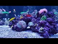 Top 7 Nano Reef Fish