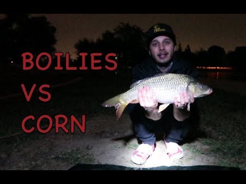 BOILIES VS CORN *Which Bait is Better Part 1*