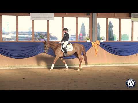 Eternity - Stute - 2019 geboren (Escamillo x Florestano)