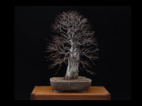 Bonsai - NeoBonsai Chile - Ulmus Minor - Battleship